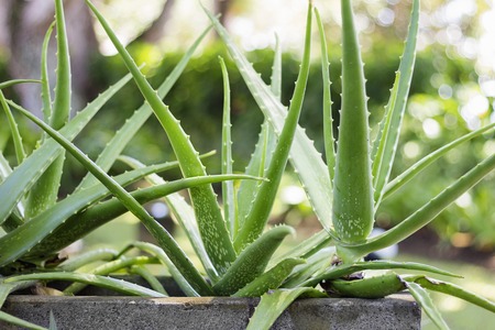 Herbal Medicine: Aloe