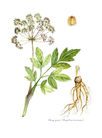 Herbal Medicine: Angelica