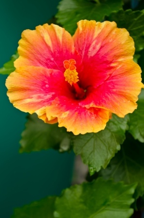 Herbal Medicine: Chinese hibiscus