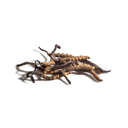 Herbal Medicine: Cordyceps sinensis