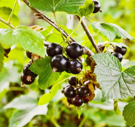 Herbal Medicine: Currant