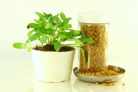 Herbal Medicine: Fenugreek