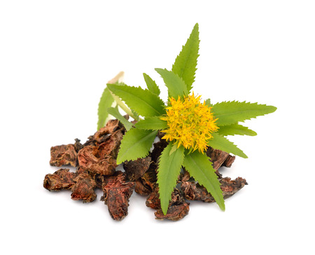 Herbal Medicine: Golden Root