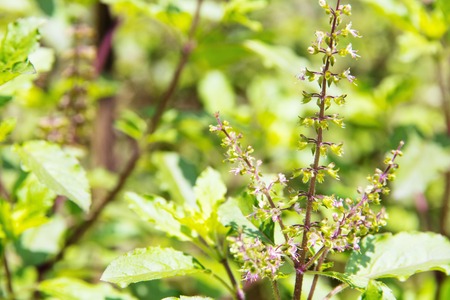 Herbal Medicine: Holy basil