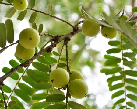 Herbal Medicine: Indian Gooseberry