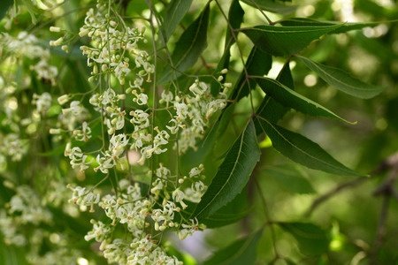 Herbal Medicine: Neem