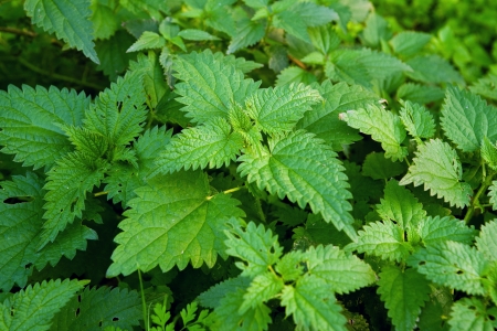 Herbal Medicine: Nettle