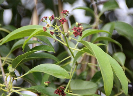 Herbal Medicine: Sandalwood