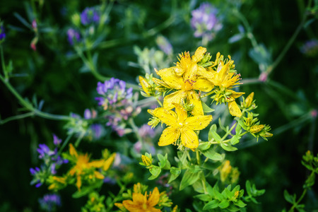 Herbal Medicine: St. John's Wort