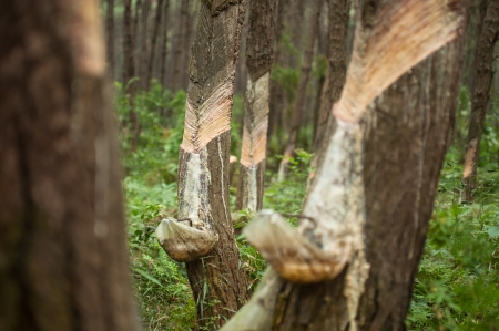 Herbal Medicine: Turpentine oil