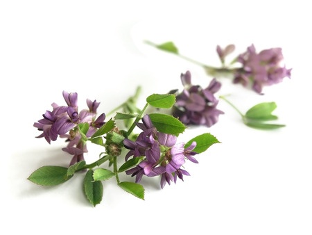 Herbal Medicine: Alfalfa