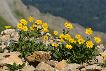 Herbal Medicine: Arnica