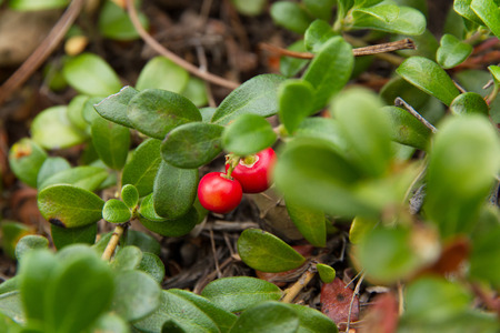 Herbal Medicine: Bearberry