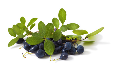 Herbal Medicine: Bilberry
