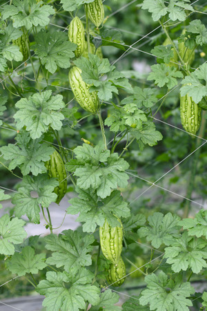 Herbal Medicine: Bitter gourd