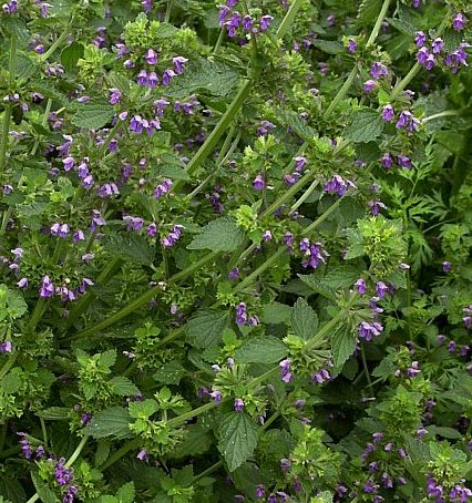 Herbal Medicine: Black horehound