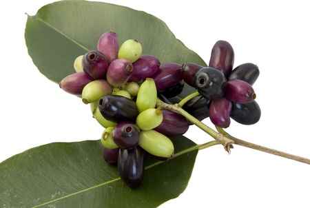 Herbal Medicine: Black plum