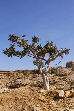 Herbal Medicine: Boswellia