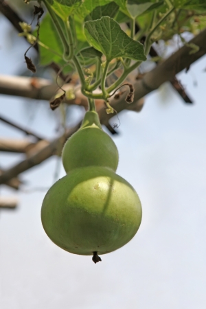 Herbal Medicine: Bottle gourd