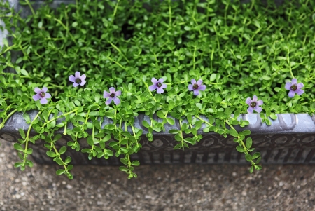 Herbal Medicine: Brahmi