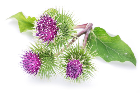 Herbal Medicine: Burdock