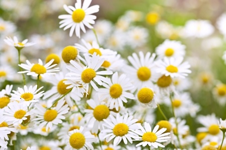 Herbal Medicine: Chamomile