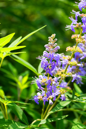 Herbal Medicine: Chasteberry