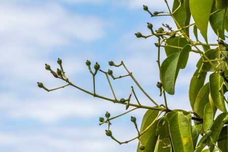 Herbal Medicine: Clove