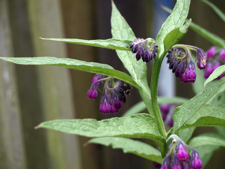 Herbal Medicine: Comfrey