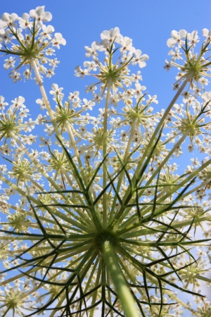 Herbal Medicine: Cumin