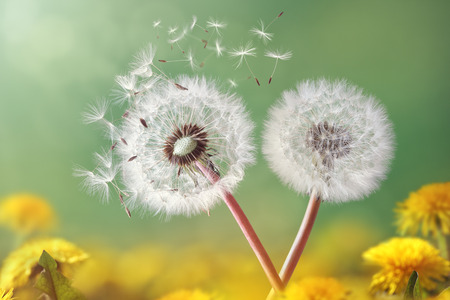 Herbal Medicine: Dandelion