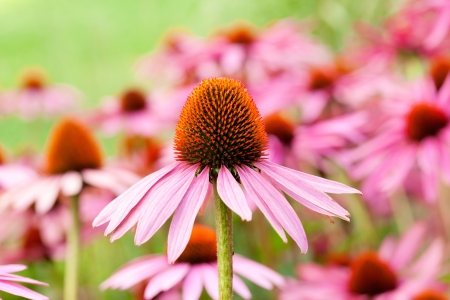 Herbal Medicine: Echinacea