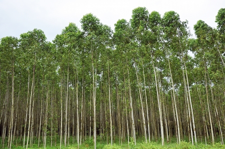 Herbal Medicine: Eucalyptus