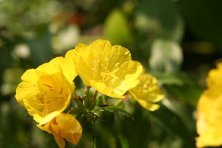 Herbal Medicine: Evening primrose