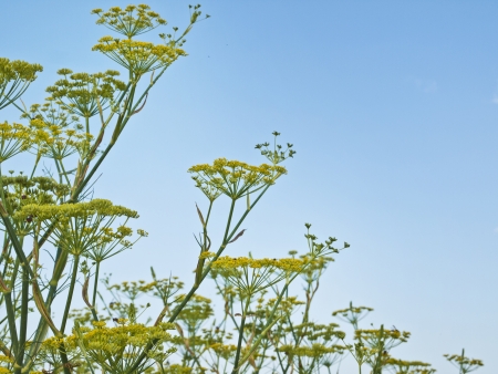 Herbal Medicine: Fennel