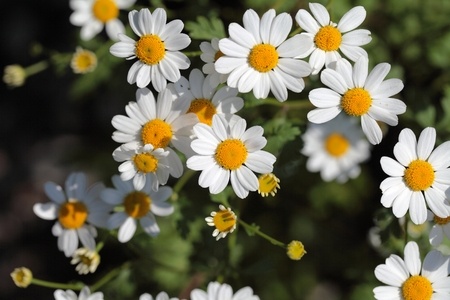 Herbal Medicine: Feverfew