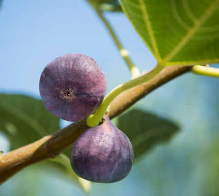Herbal Medicine: Figs