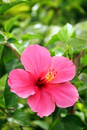 Herbal Medicine: Hibiscus