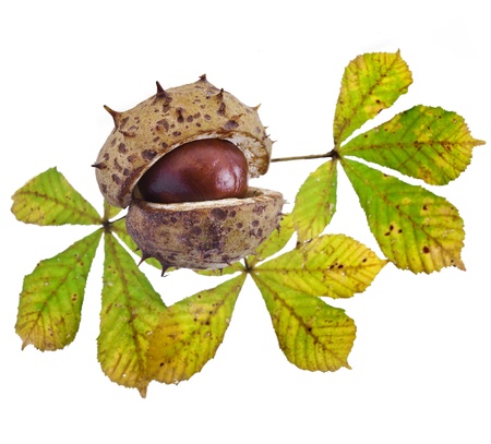 Herbal Medicine: Horse chestnut
