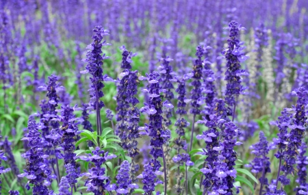 Herbal Medicine: Lavender