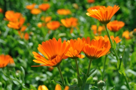 Herbal Medicine: Marigold