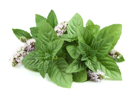 Herbal Medicine: Mint