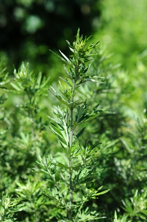 Herbal Medicine: Mugwort