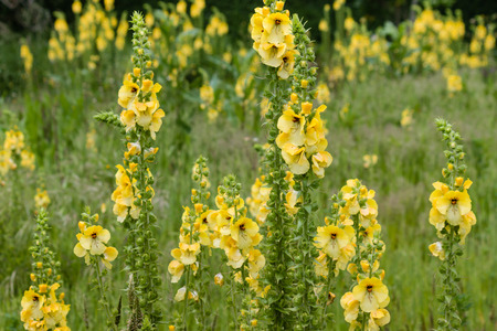 Herbal Medicine: Mullein