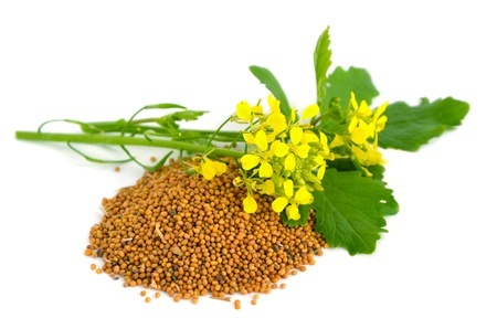 Herbal Medicine: Mustard