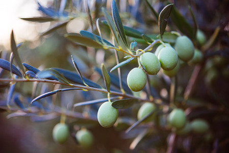 Herbal Medicine: Olive