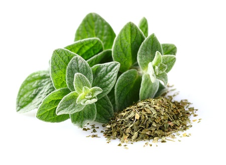 Herbal Medicine: Oregano