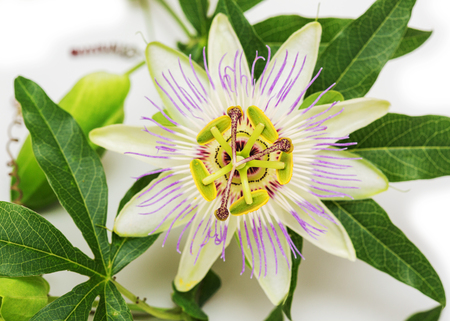 Herbal Medicine: Passion flower