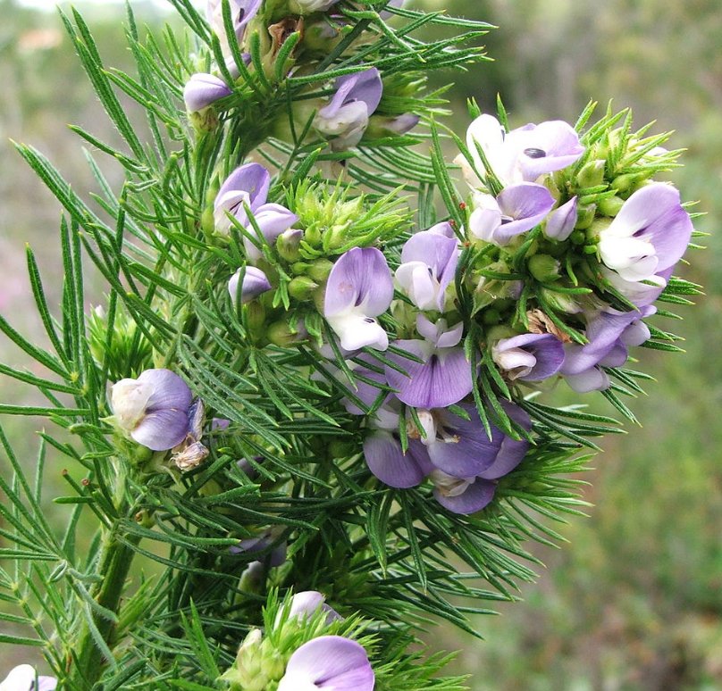 Herbal Medicine: Psoralea