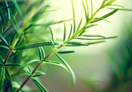 Herbal Medicine: Rosemary